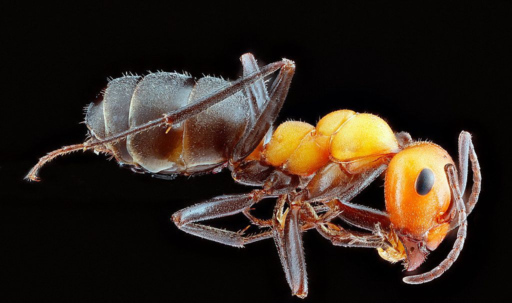 Ant Control service in Millcreek, UT