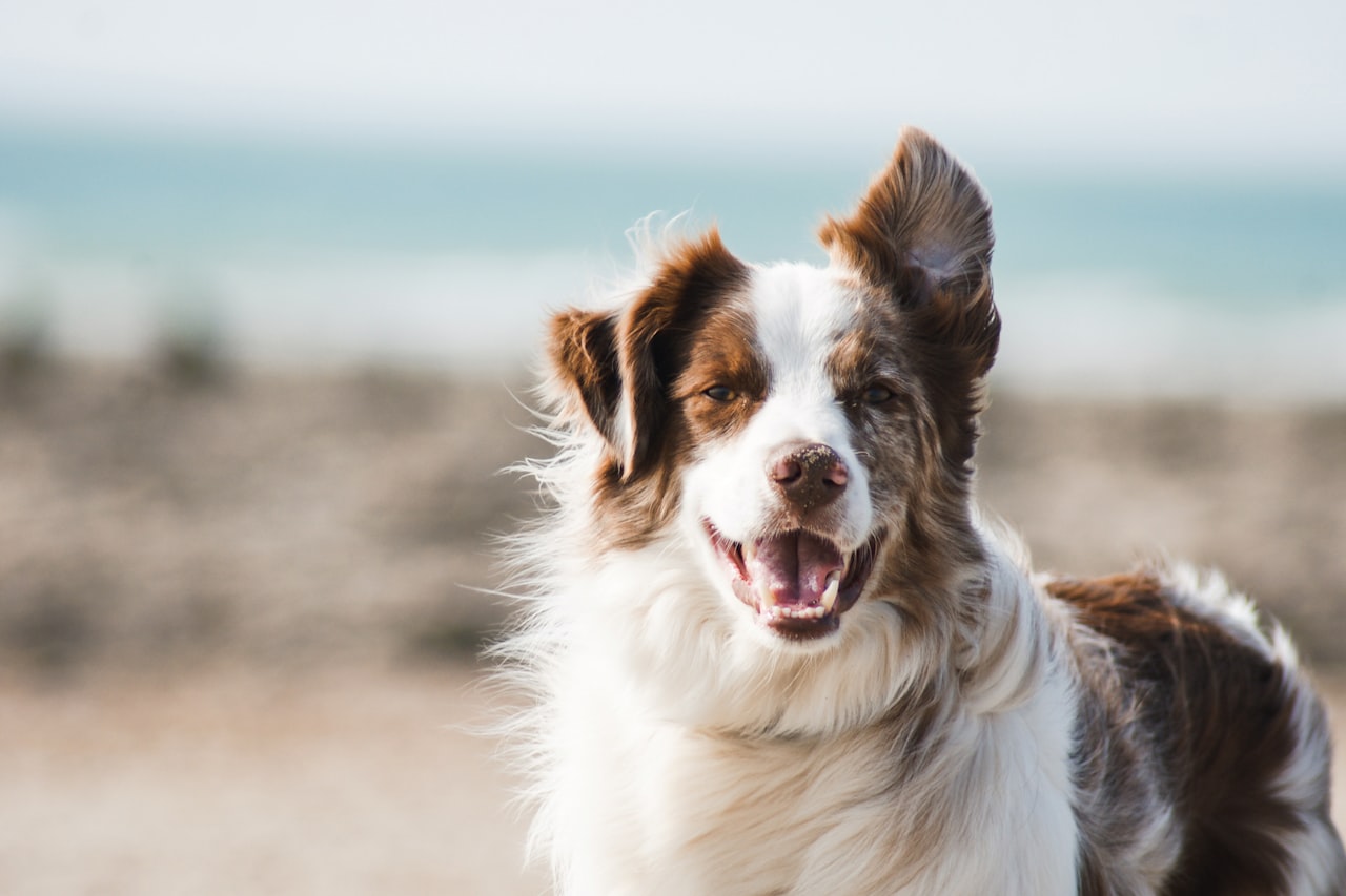 Flea & Tick Control service in Millcreek, UT