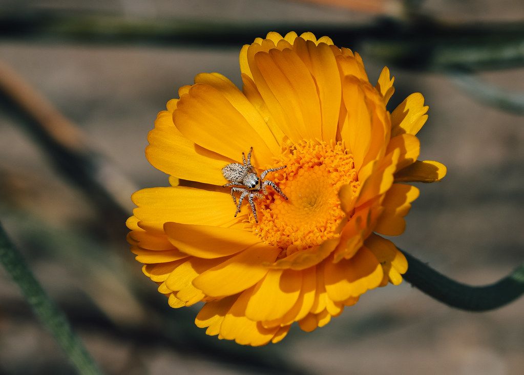 Spider Control service in Millcreek, UT